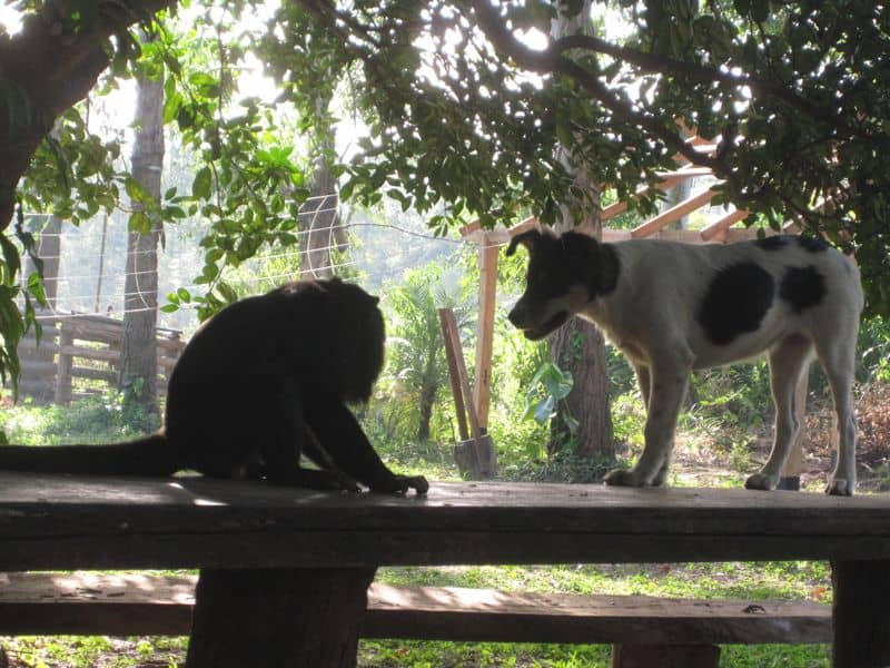 puppy and monkey