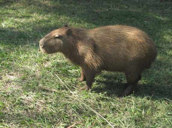 Mimi the Capybara