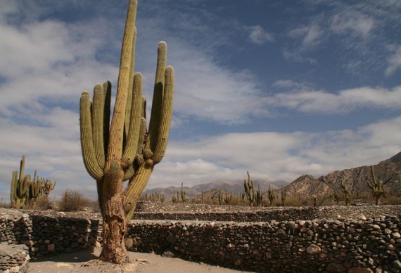 Cacti at Quilmes Ruins, Argentina