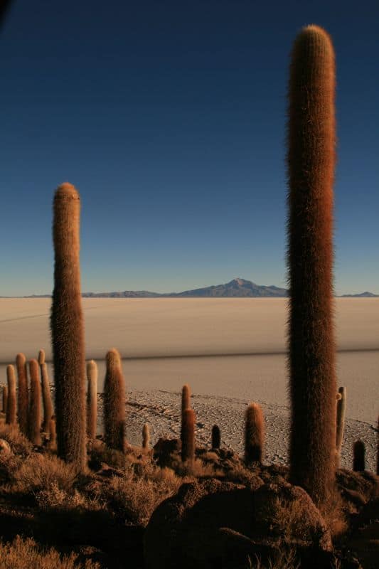 Cacti on Isla Incahuasi (Fish Island), Bolivian Salt Flats