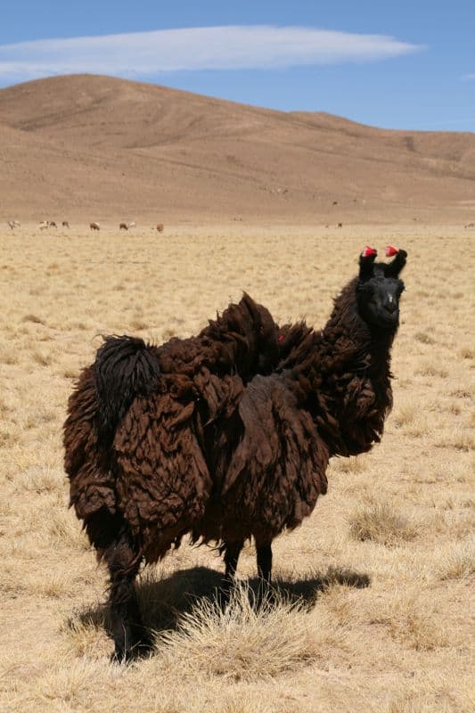 lunch_with_llamas_bolivia