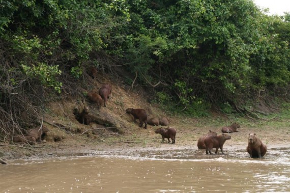 One of the many capybara families we canoed past One of the many capybara families we canoed past