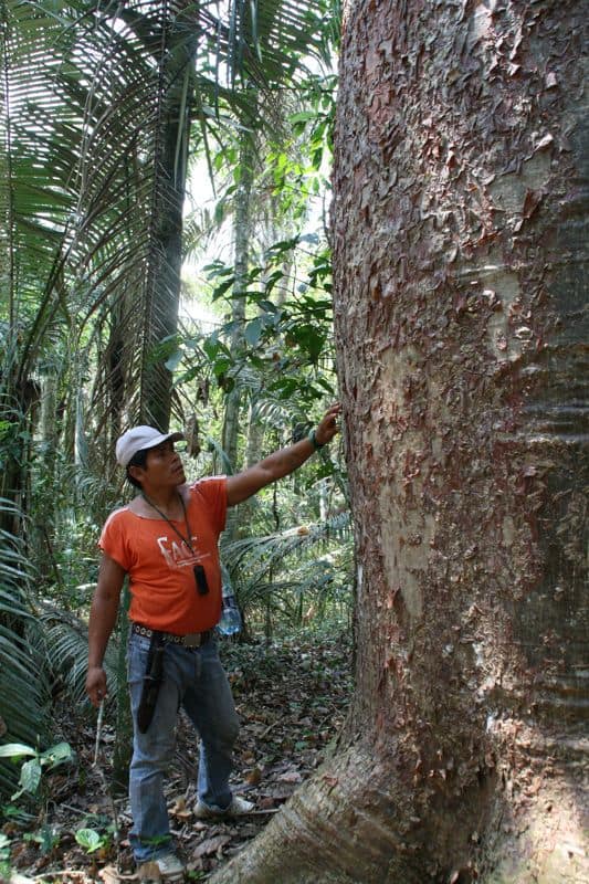 Our guide on a walk in the jungle