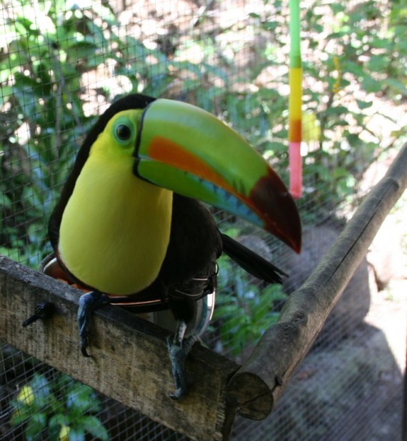 Toulouse the Toucan