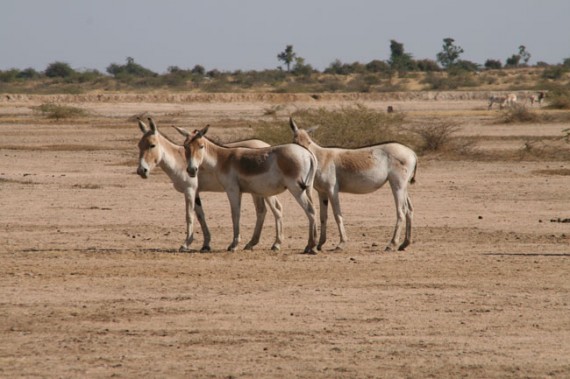 Wild Ass at Little Rann Sanctuary, Gujurat Wild Ass at Little Rann Sanctuary, Gujurat