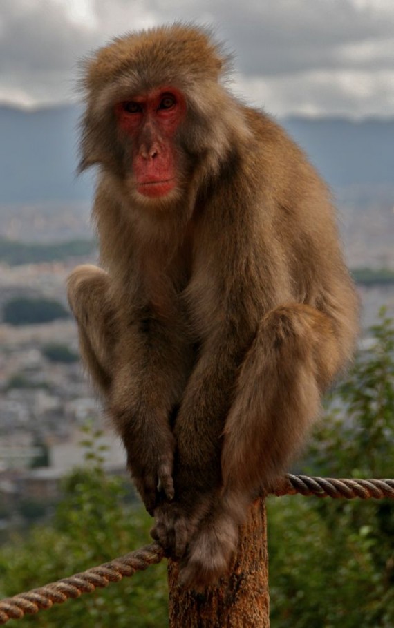 Monkey Park, Kyoto Monkey Park, Kyoto