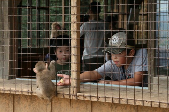 Monkey Park Kyoto Monkey Park Kyoto