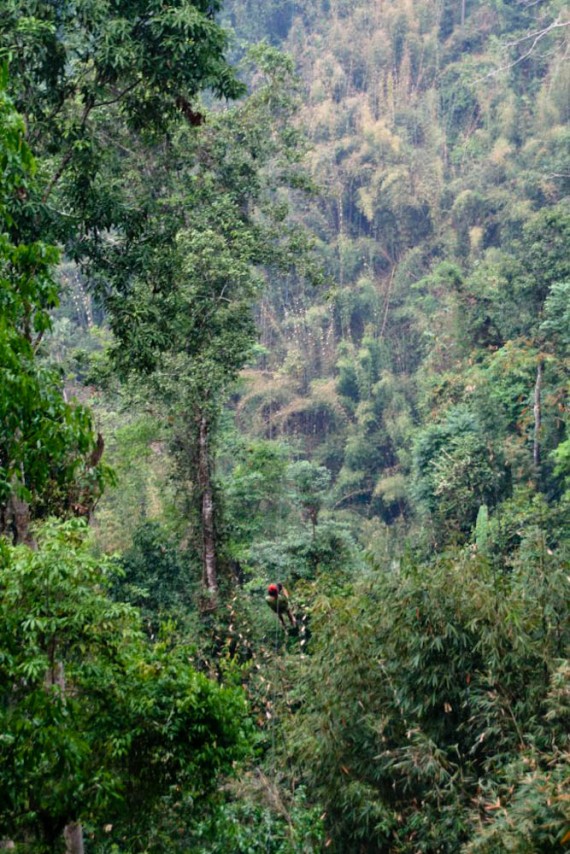 Gibbon Experience, Laos