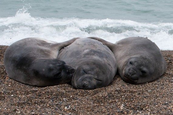 Elephant Seals in Puerto Madryn Elephant Seals in Puerto Madryn