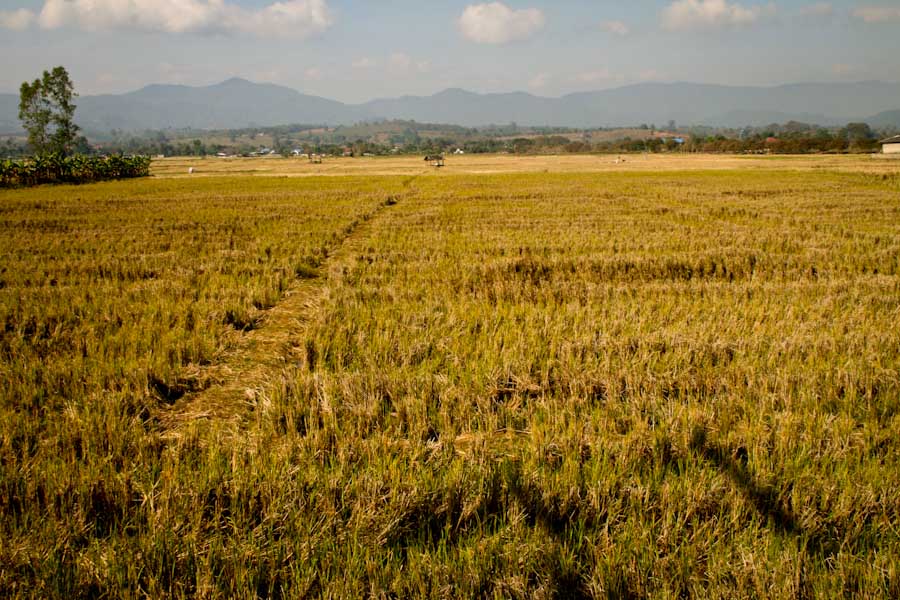 Field in northern Thailand