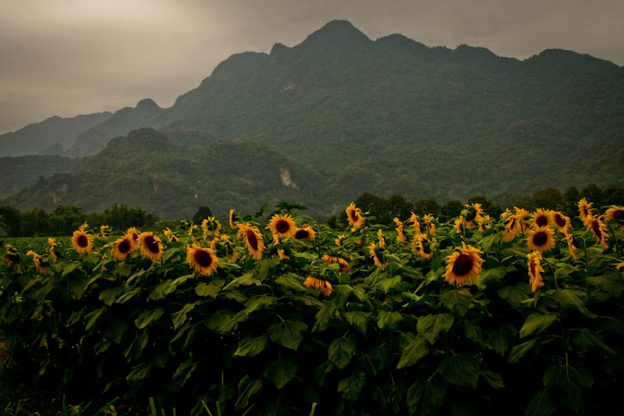 sunflowers thailand