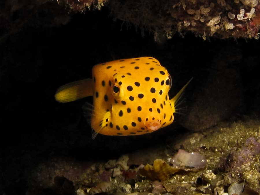 Yellow boxfish by Natasha Lambelin
