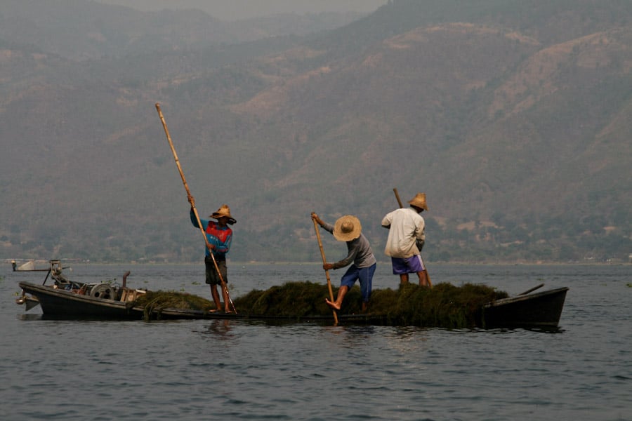 Collecting seaweed for fertiliser, Inle Lake