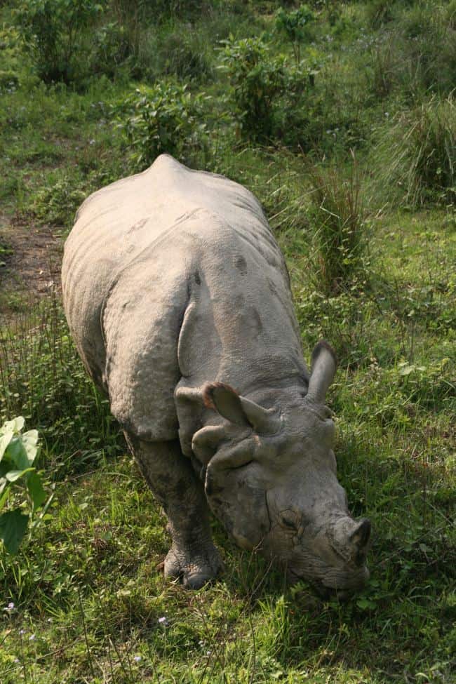 Rhino, Chitwan National Park, Nepal