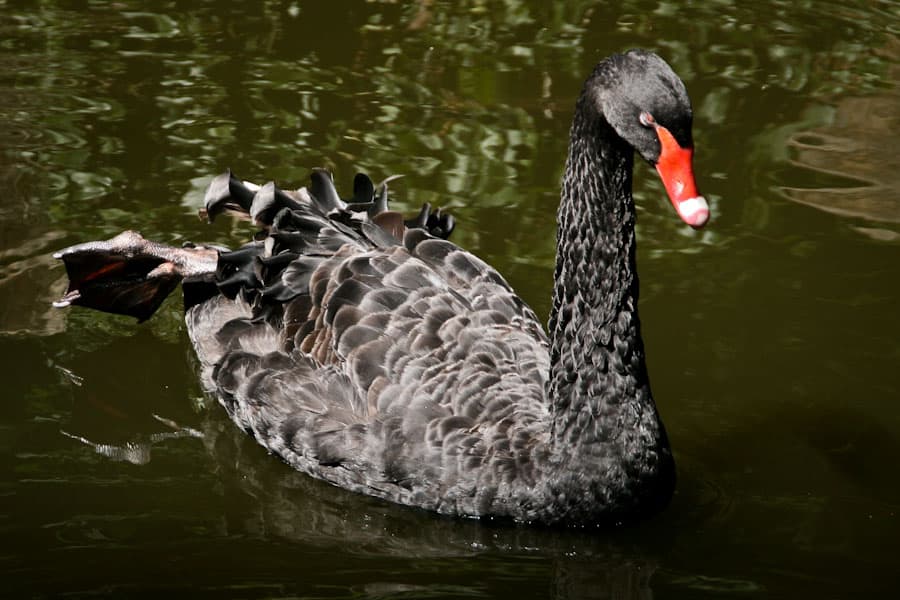 Black swan at Pena park
