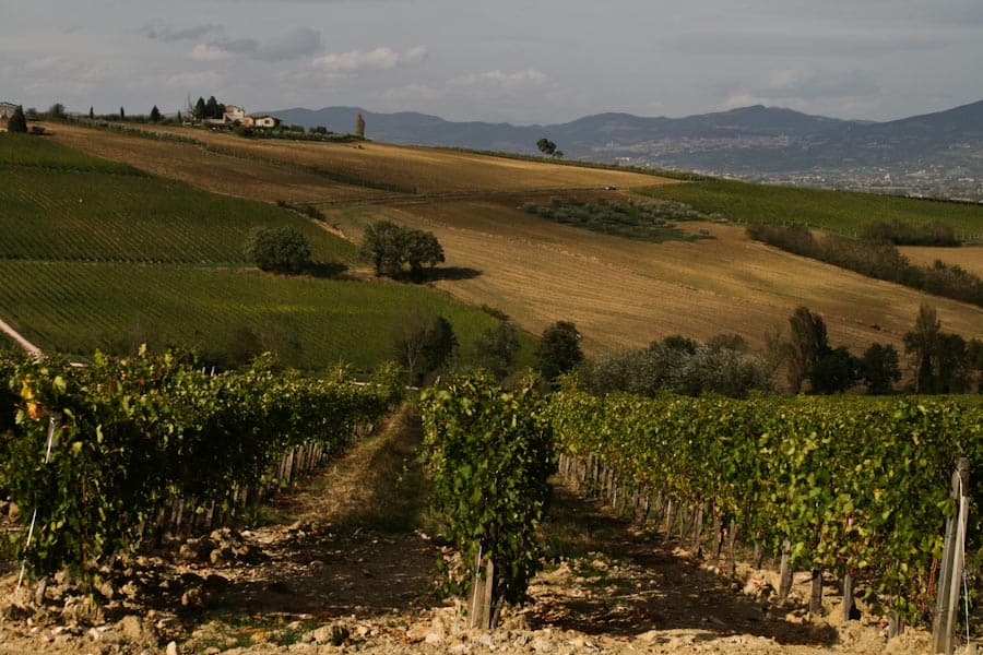 Dionigi vineyard