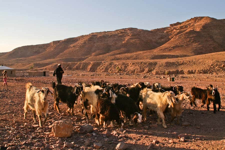 Goat herd at Feynan