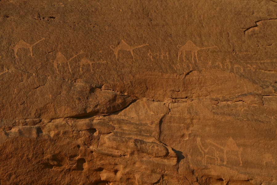 Wadi Rum rock carvings of camels