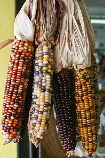 Corn at Fruteria Los Pinareños