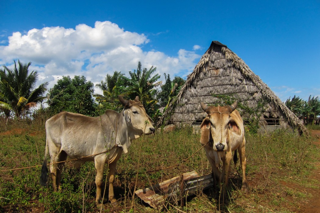 Cows in Vinales, Cuba