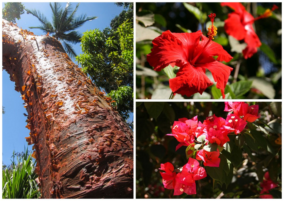 Gumbo-limbo tree, hibiscus and bougainvillea at Majahuitas