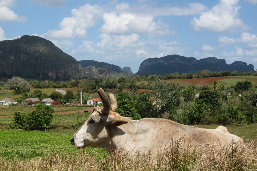 Cow in Vinales countryside