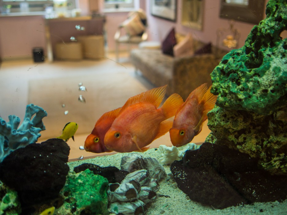 myhotel Chelsea aquarium