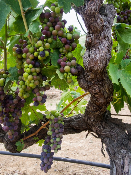 Century old vines at J Rickards, Sonoma