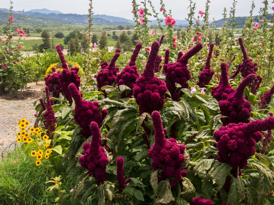 Amaranth plants at J Rickards, Sonoma