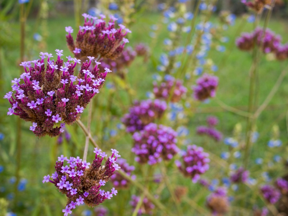 Wildflowers at Quivira garden, Sonoma