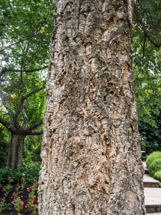 Cork tree in Ferrari Carano gardens