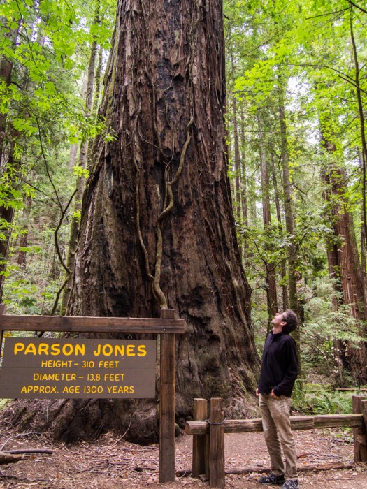 Parson Jones tree at Armstrong Redwood State Reserve, one of the best places to visit in Sonoma, California