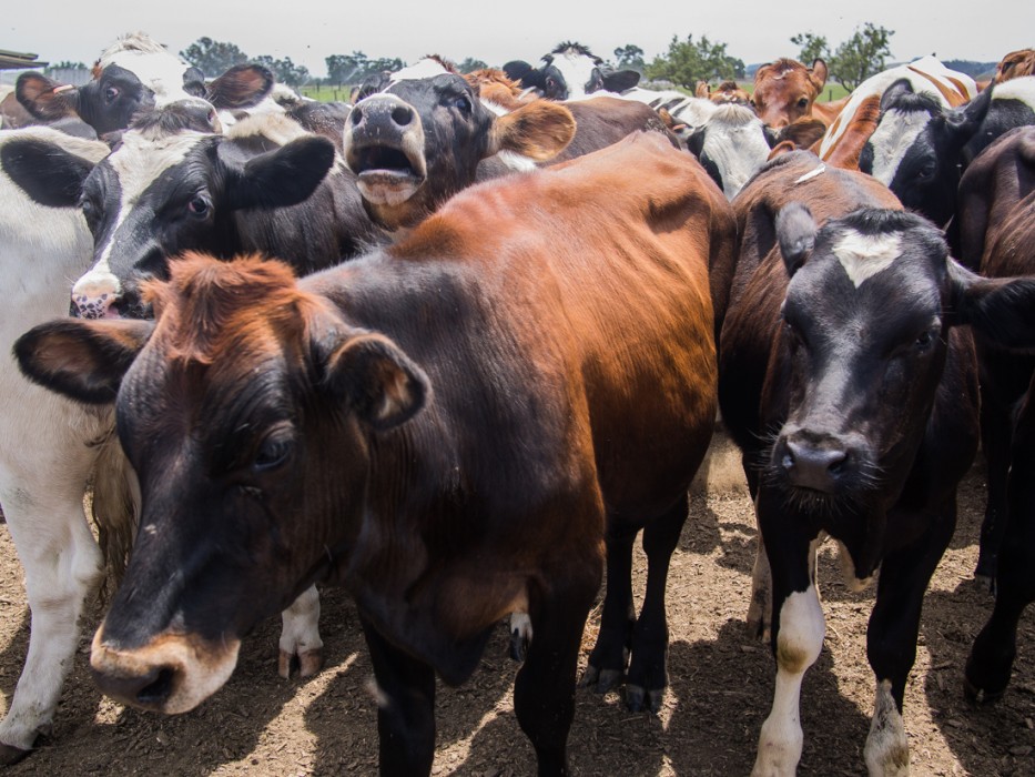 Cows at Matos Cheese Factory, Sonoma