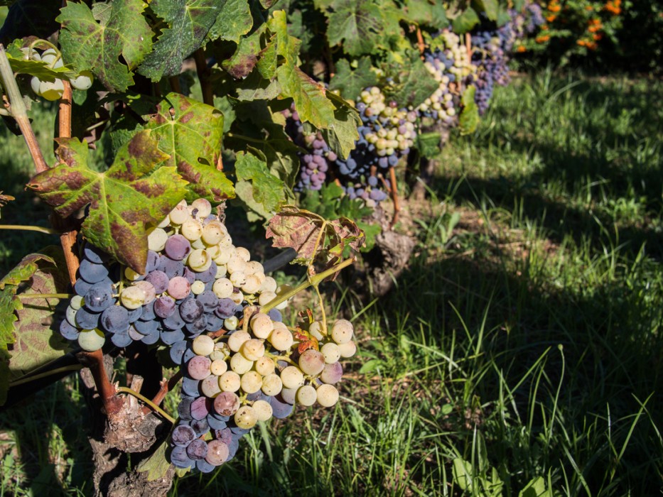 Bombino nero grapes at Rivera winery