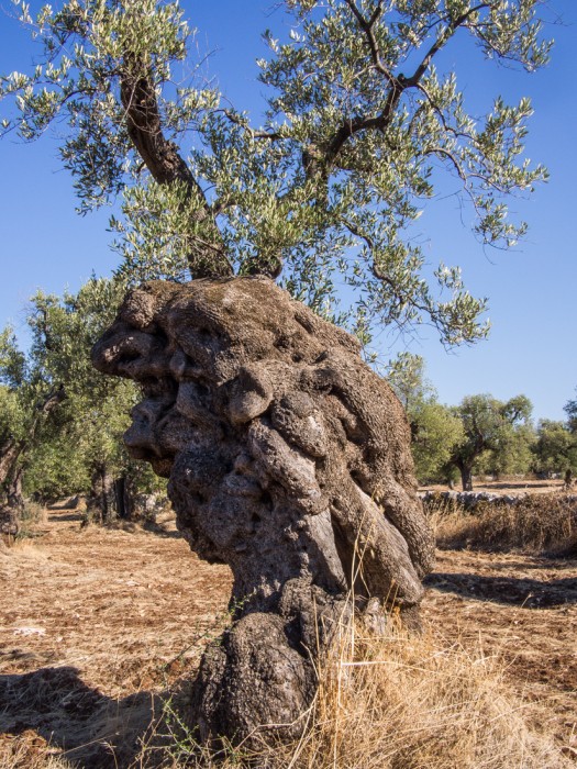 Ancient olive tree at Il Frantoio