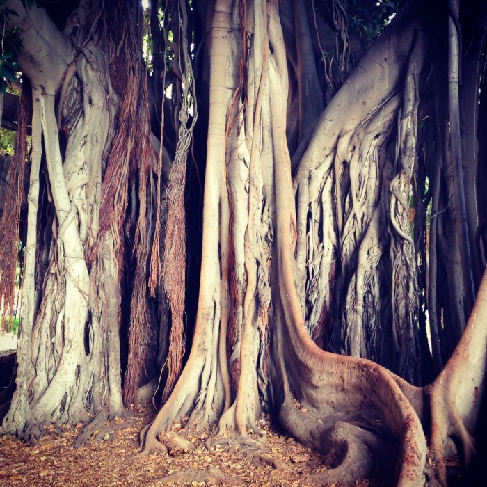 Banyan Tree in Piazza Marina, Palermo