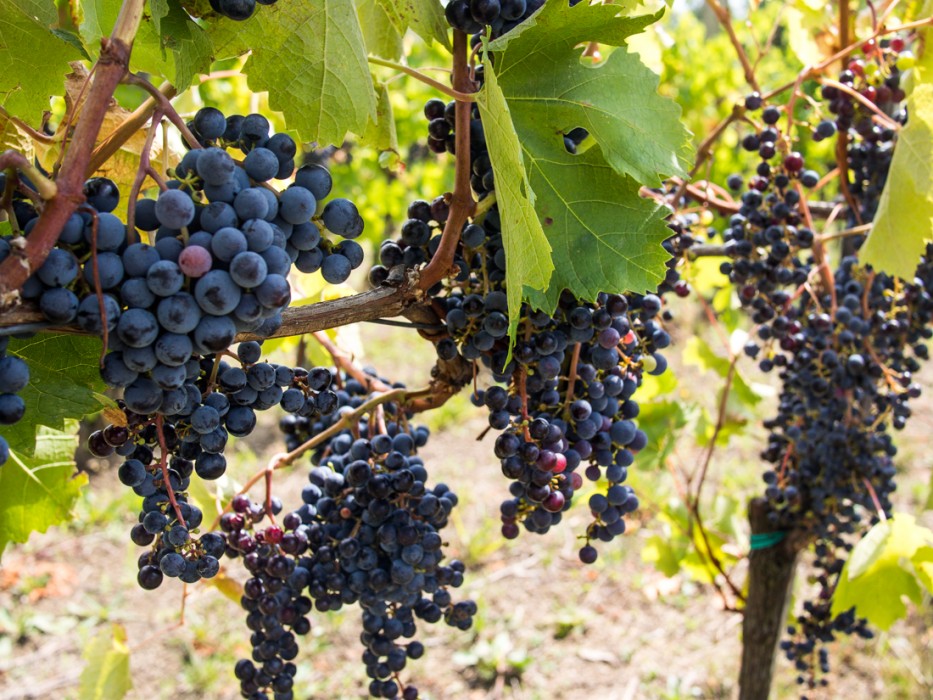 Vipava Valley grapes