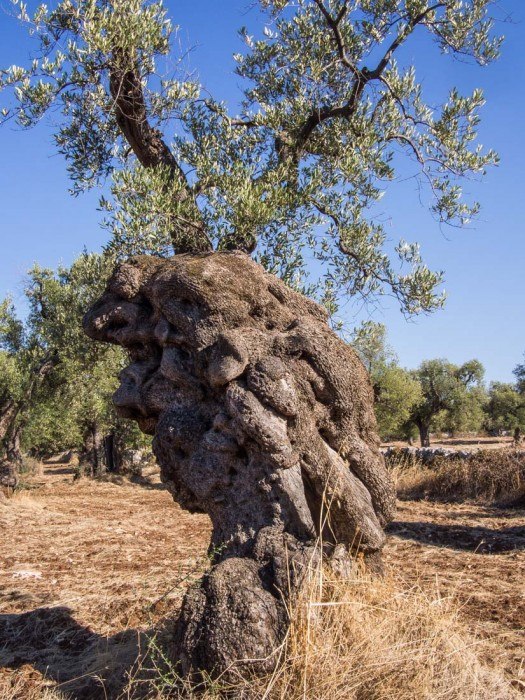 Ancient olive tree at Masseria Il Frantoio