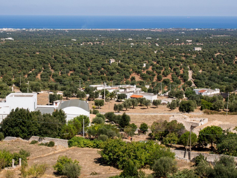 View of olive trees and the Adriatic sea from Ostuni, Italy