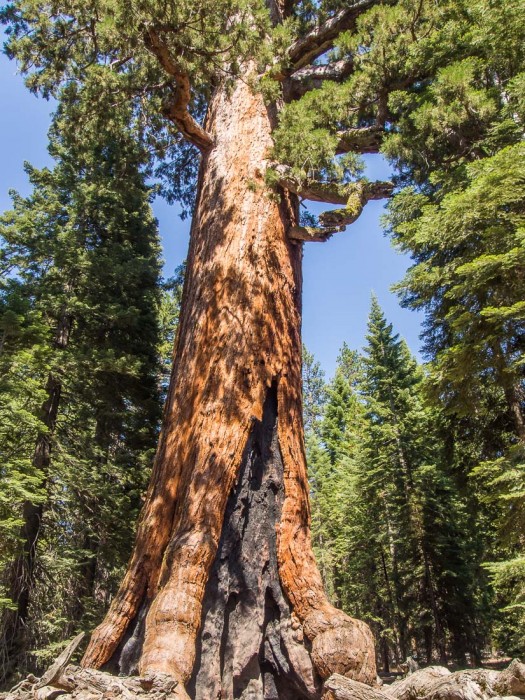 Grizzly Tree in the Mariposa Grove