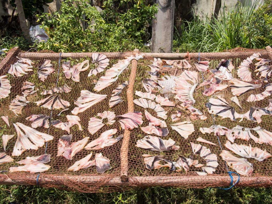 Drying fish by the side of the road, Cambodia