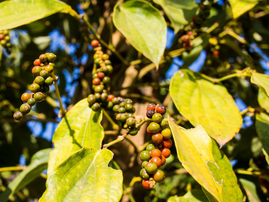 Pepper at the Vine Retreat, Kep, Cambodia