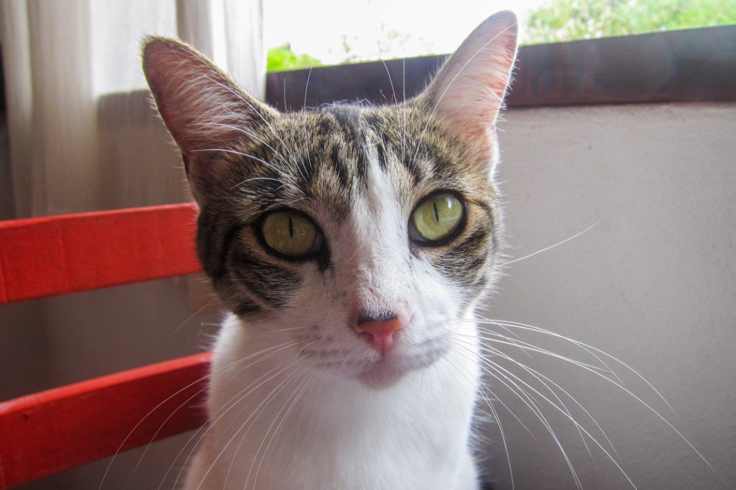 San Pancho cat