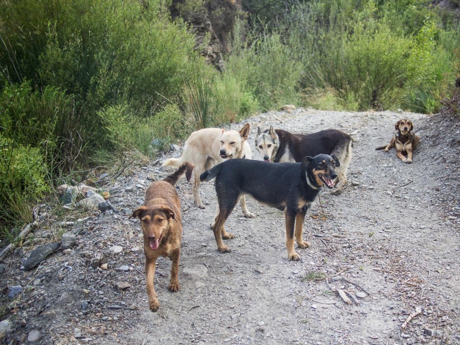 All five dogs on the evening walk