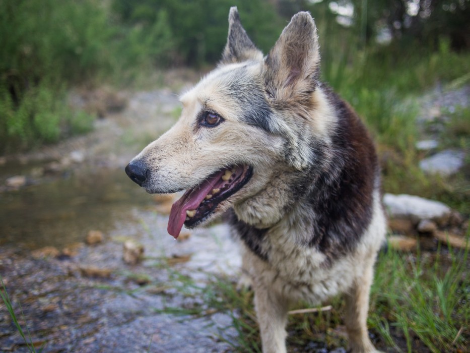 Sierra, the elderly husky, in her favourite stream