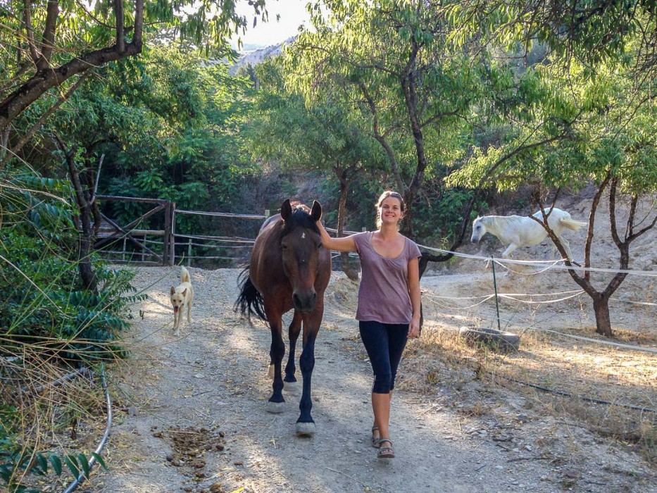 Erin with the horses and dogs going on an evening walk