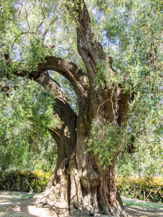 2000 year old olive tree- olive oil tour Rome