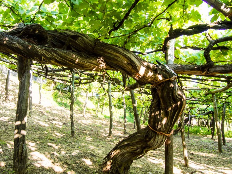 500 year old vine - Campania wine and sail review