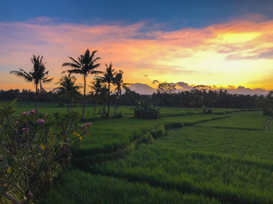Rice fields and Mt Agung at sunrise, Ubud, Bali, Indonesia