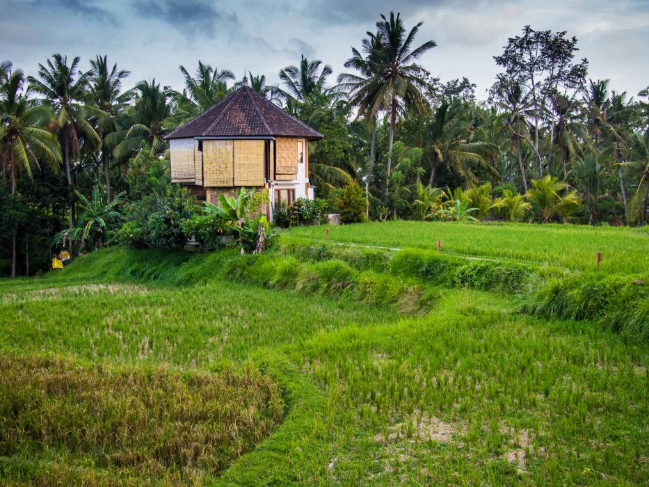 Ubud Yoga House studio overlooking green rice fields, Ubud Bali